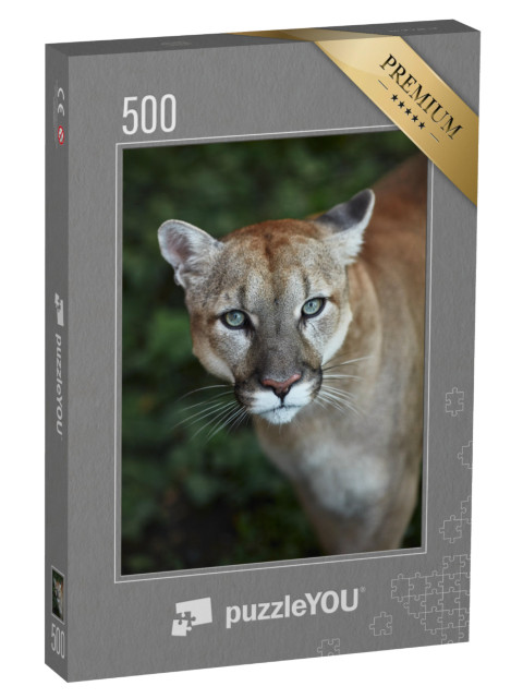 puzzle 500 dílků „Z očí do očí s pumou“