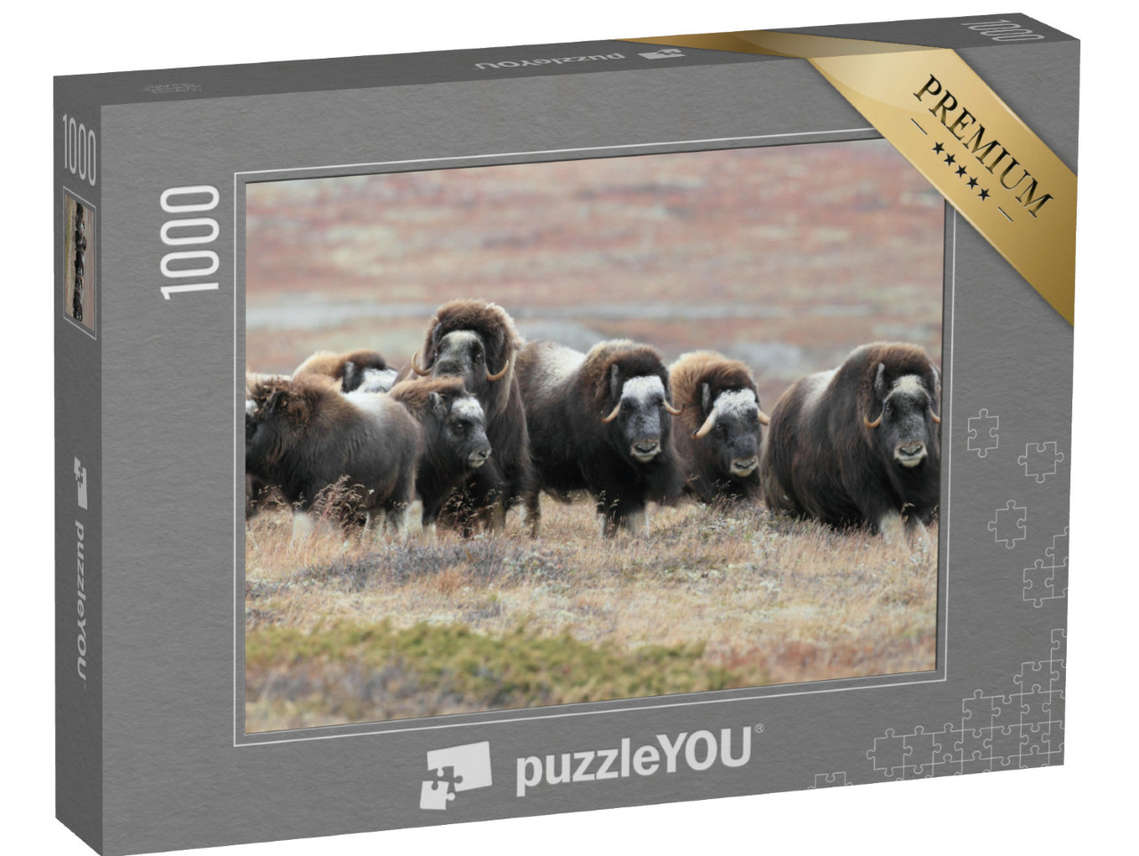 puzzle 1000 dílků „Stádo pižmoňů v národním parku Dovrefjell, Norsko“