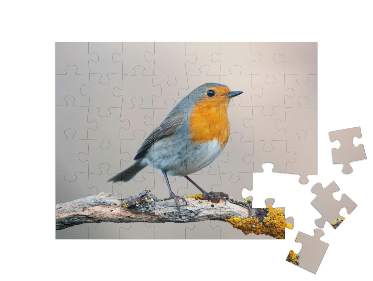 puzzle 48 dílků „Zvědavý robin“
