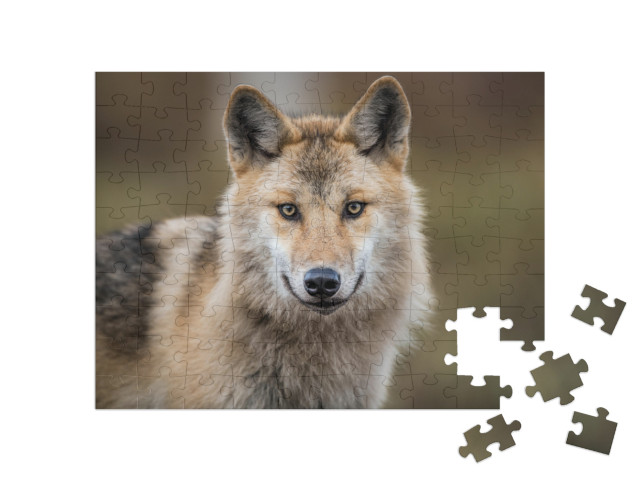 puzzle 100 dílků „Portrét vlka šedého, známého také jako vlk lesní“