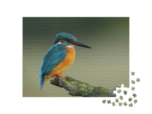 puzzle 1000 dílků „Zimolez obecný, Alcedo atthis“