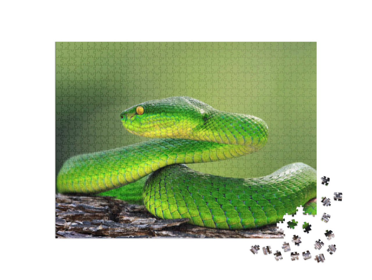 puzzle 1000 dílků „Zelená zmije na větvi, trimeresuru albolabris“