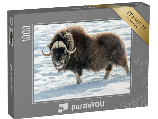 puzzle 1000 dílků „Pižmoň na sněhu“