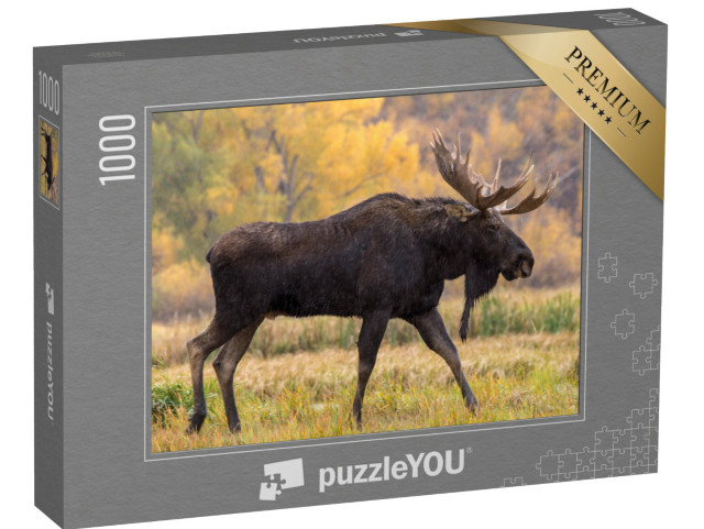 puzzle 1000 dílků „Losí býk na procházce v dešti“