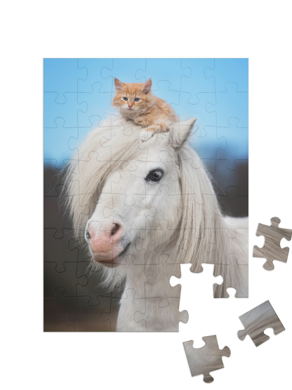 puzzle 48 dílků „Malé červené kotě na hlavě bílého shetlandského poníka“