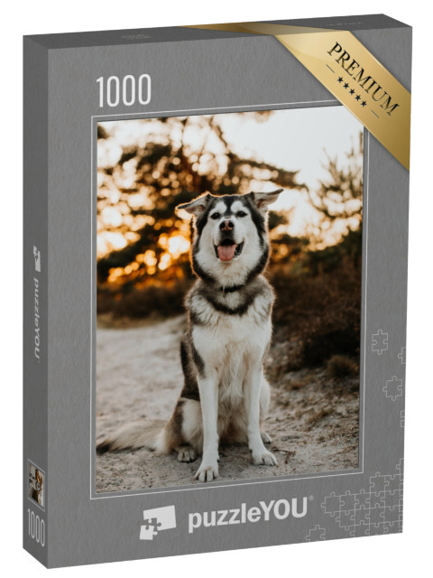 puzzle 1000 dílků „Husky směs zlatých retrívrů“