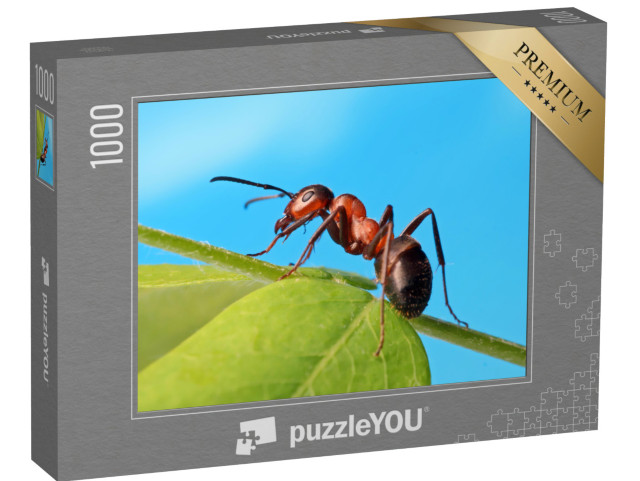 puzzle 1000 dílků „Mravenec odpočívá v trávě“