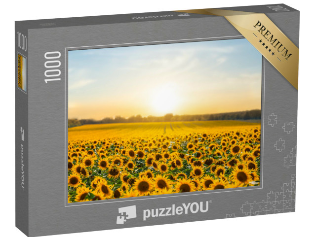 puzzle 1000 dílků „Slunečnice na přírodním pozadí. Slunečnice kvetoucí na...“