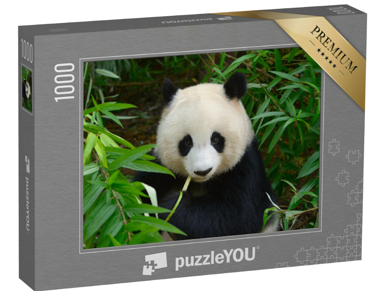 puzzle 1000 dílků „Medvěd panda velká v bambusu, Čcheng-tu, Čína“