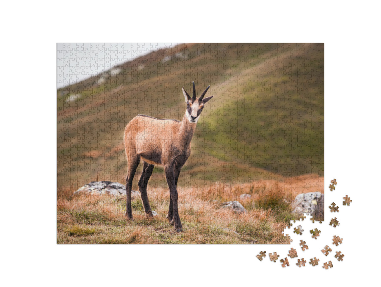 puzzle 1000 dílků „Kamzík v horách, Nízké Tatry, Slovensko“