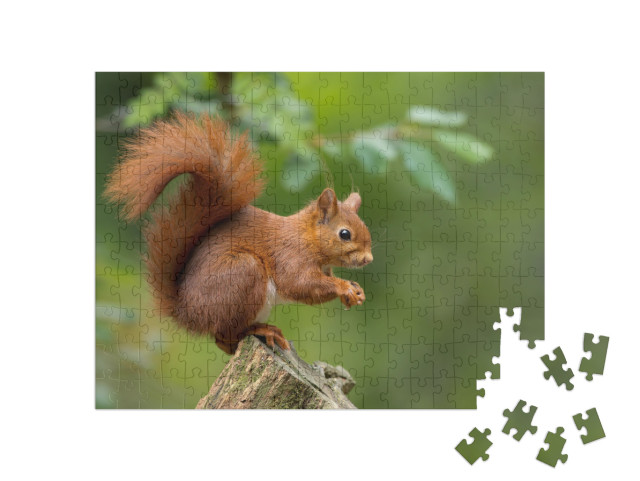 puzzle 200 dílků „Červená veverka“