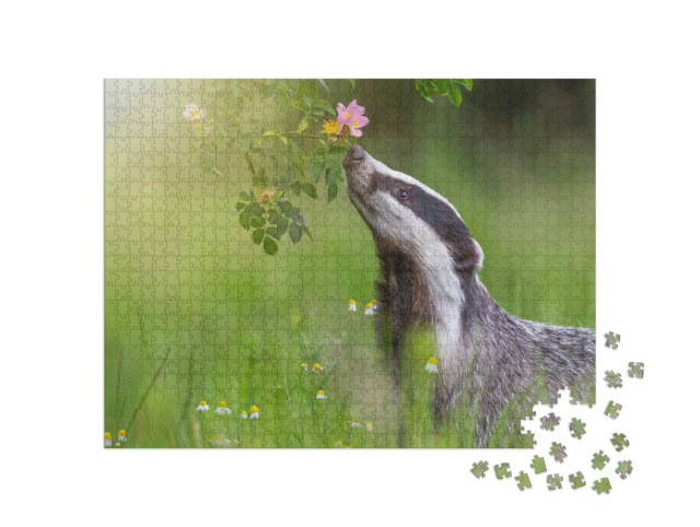 puzzle 1000 dílků „Jezevec evropský čichá k rozkvetlým divokým růžím“