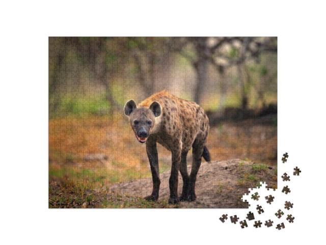 puzzle 1000 dílků „Hyena skvrnitá při hledání kořisti, Okavango, Botswana“