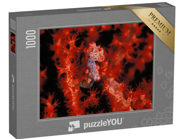 puzzle 1000 dílků „Jasně červený mořský koník trpasličí“