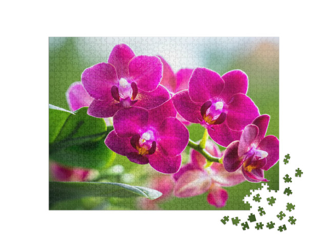 puzzle 1000 dílků „Zářivá růžová barva kvetoucí orchideje“