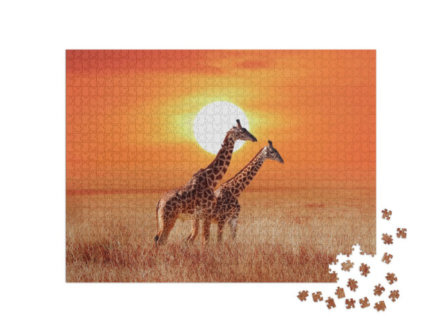 puzzle 1000 dílků „Žirafy v záři zapadajícího slunce, Národní park Serengeti“