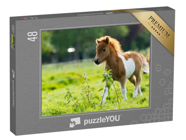 puzzle 48 dílků „Roztomilé shetlandské hříbě objevuje svět“