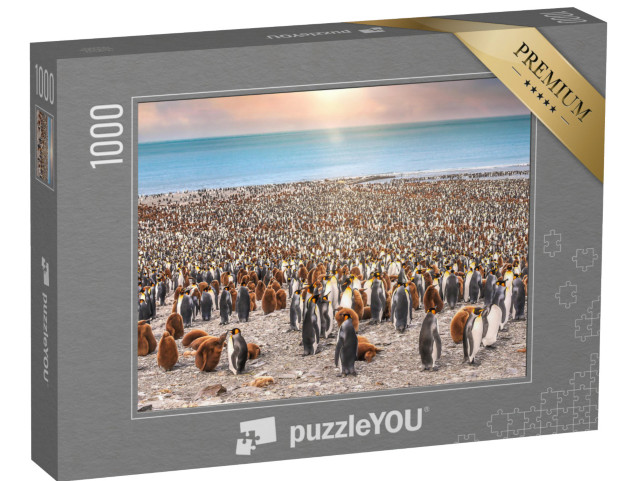 puzzle 1000 dílků „Tučňáci královští na pláži v zátoce svatého Ondřeje na ostrově Jižní Georgie“