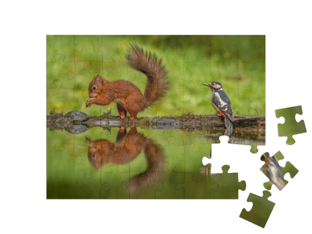 puzzle 48 dílků „Veverka obecná a datel velký“