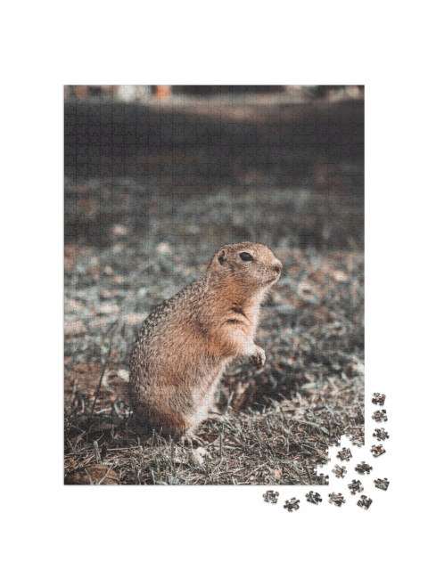 puzzle 1000 dílků „Sysel kapesní při jídle ve své noře na mýtině, podzim“
