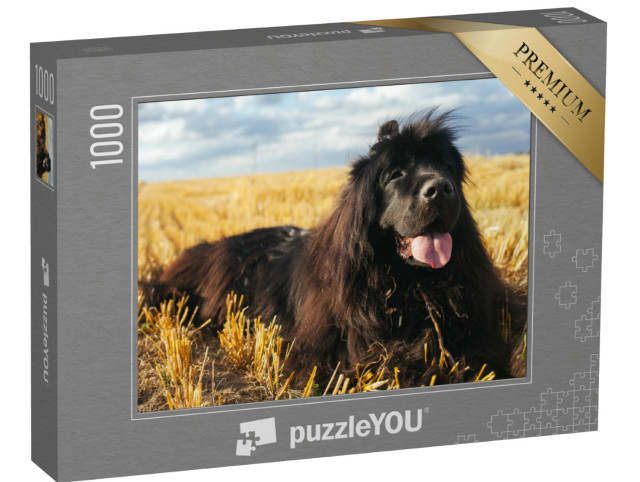 puzzle 1000 dílků „Obří novofundlanďan“