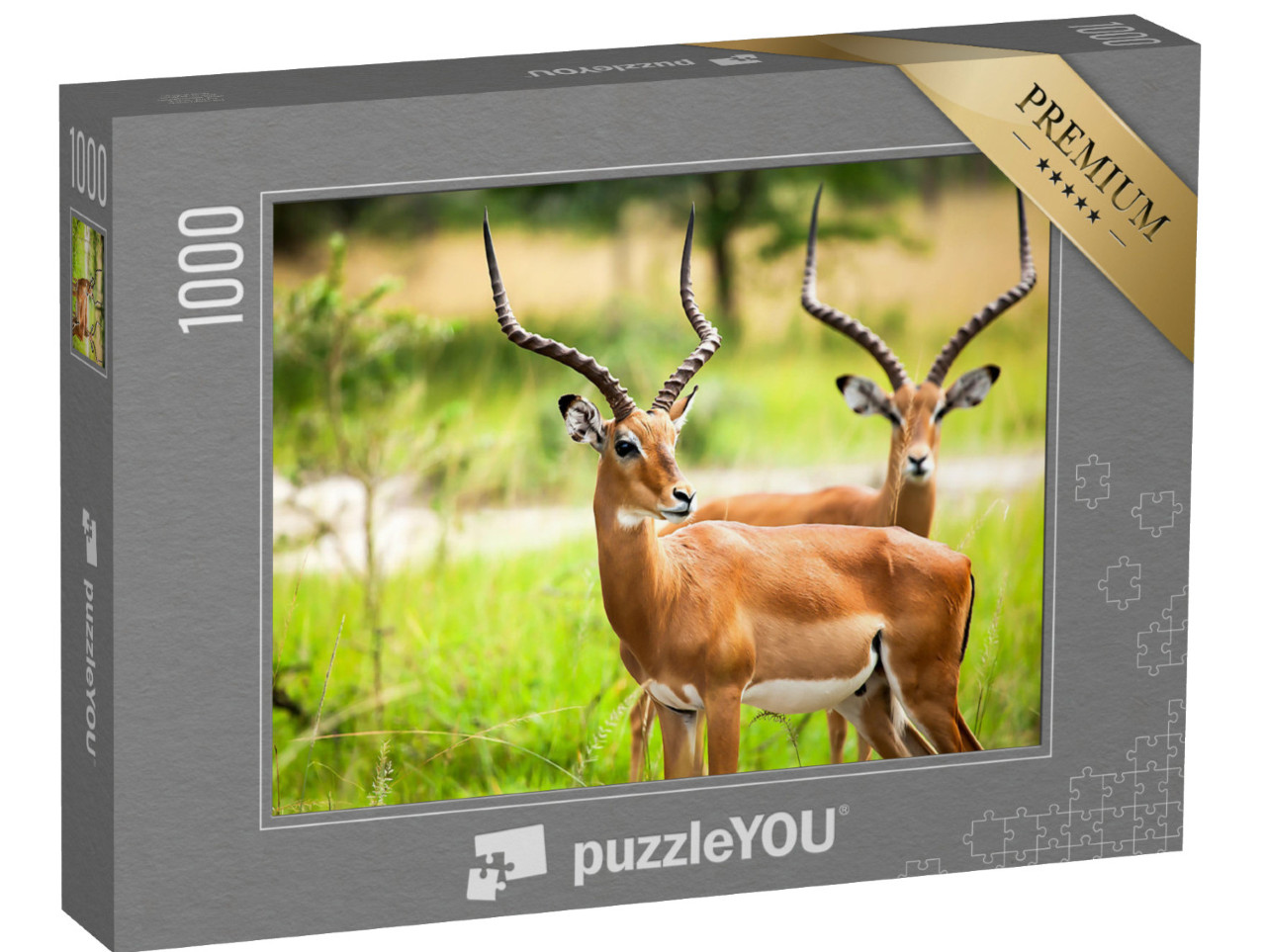 puzzle 1000 dílků „Antilopy impala ve volné přírodě v Ugandě“