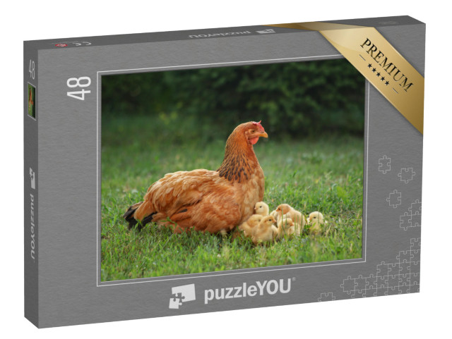 puzzle 48 dílků „Slepice s kuřátky na zelené louce“