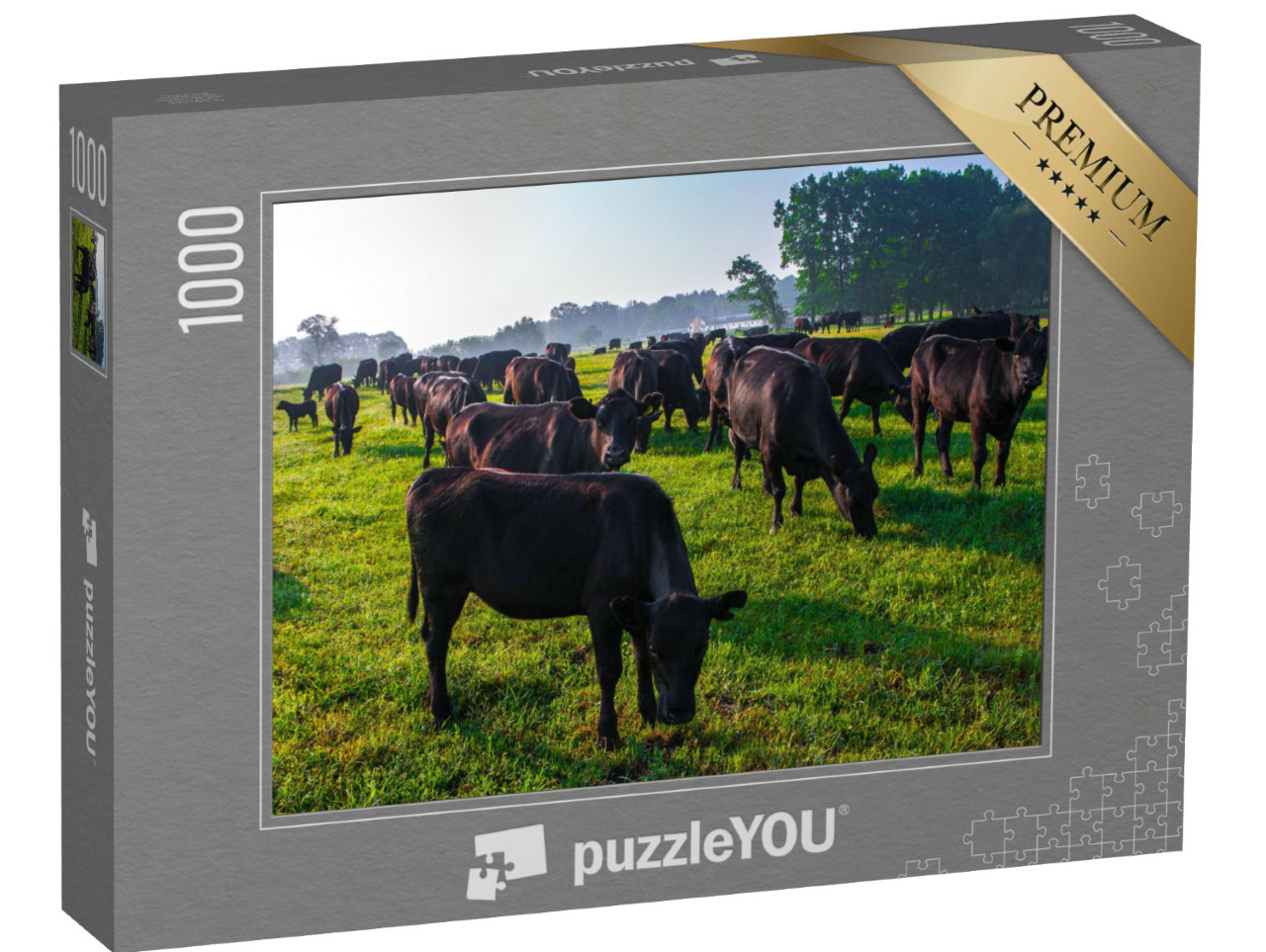 puzzle 1000 dílků „Stádo černých krav plemene Aberdeen Angus v zelené trávě“