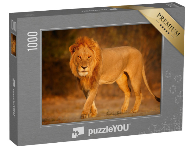 puzzle 1000 dílků „Samec lva v africkém večerním slunci“