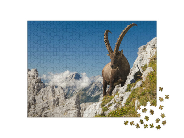 puzzle 1000 dílků „Kozorožec, král hor“
