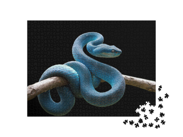 puzzle 1000 dílků „Modrá zmije na větvi, Trimeresurus Insularis“