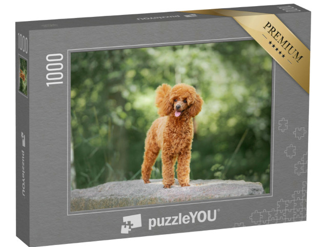 puzzle 1000 dílků „Štěně trpasličího pudla“