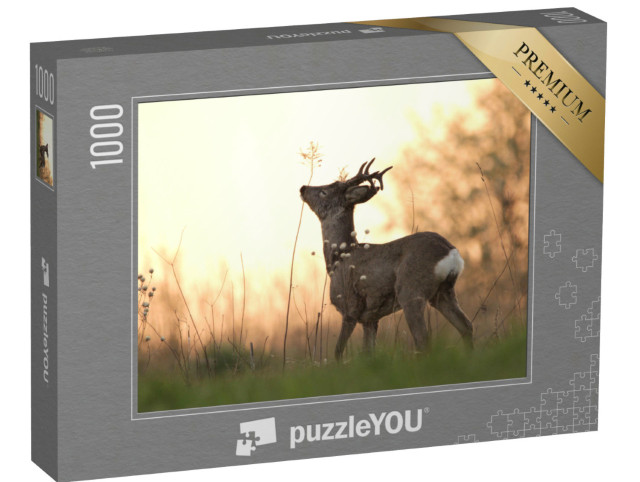 puzzle 1000 dílků „Jelen si užívá ranního klidu“