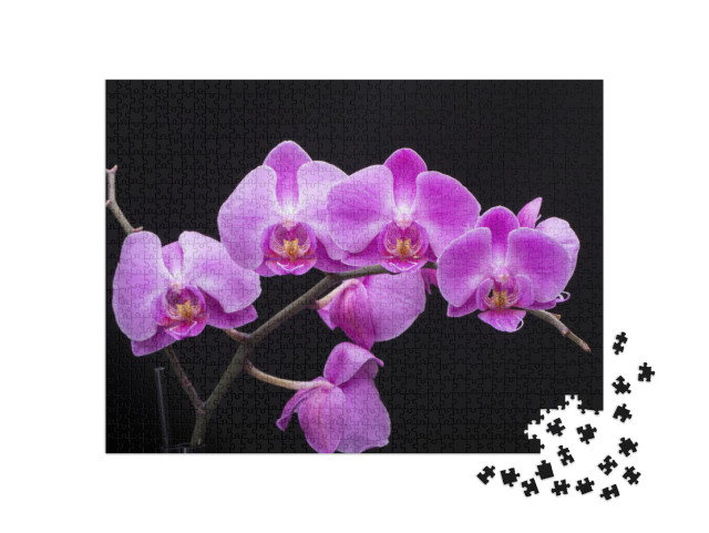 puzzle 1000 dílků „Květ orchideje“