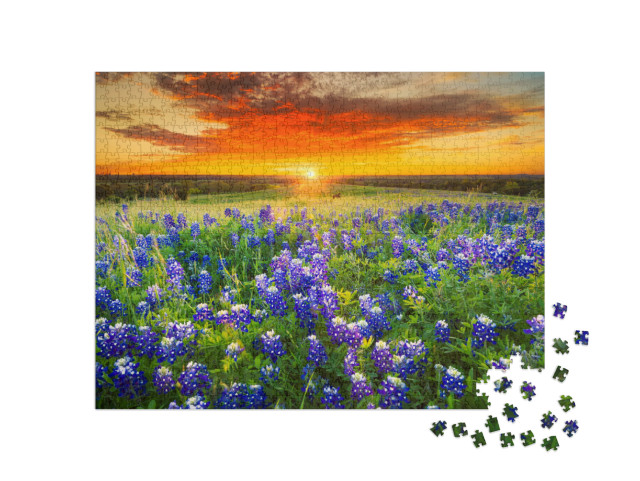 puzzle 1000 dílků „Bluebonnets“