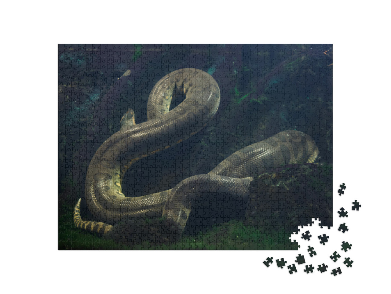 puzzle 1000 dílků „Anakonda zelená, Eunectes murinus“