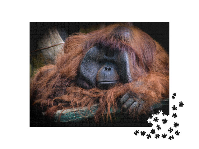 puzzle 1000 dílků „Samec orangutana bornejského, Pongo pygmaeus“