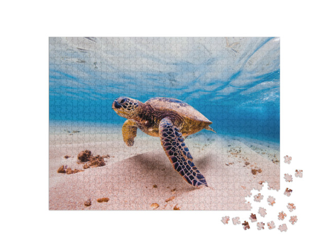 puzzle 1000 dílků „Zelená mořská želva, Havaj, vzácné zvíře“