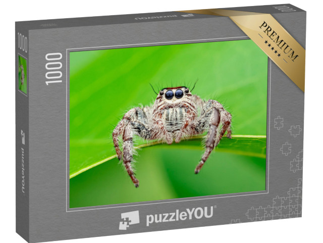 puzzle 1000 dílků „Hyllus - pavouk pavouk, známý také jako obří pavouk nebo skákavý pavouk“