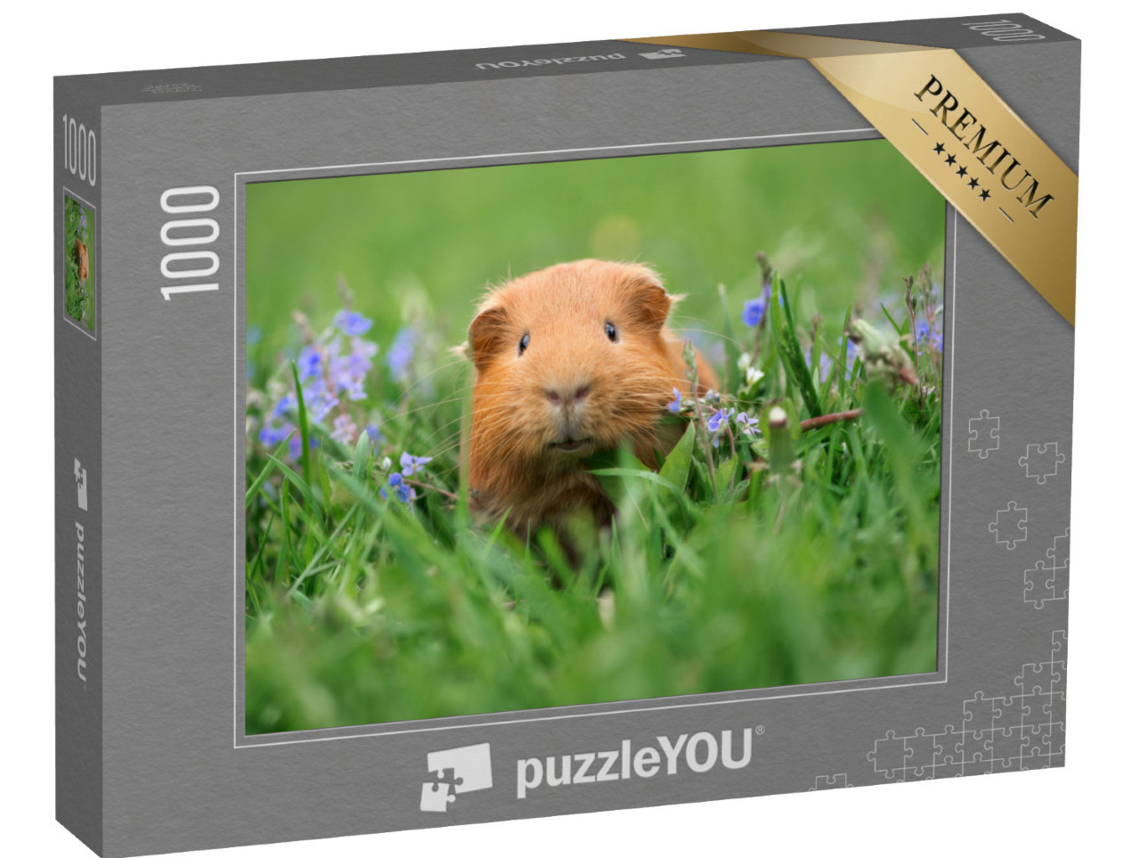 puzzle 1000 dílků „Roztomilé morče v trávě“