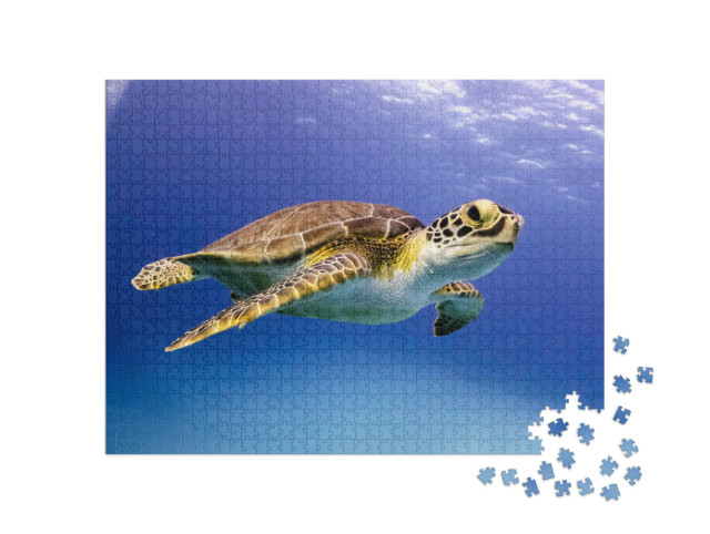 puzzle 1000 dílků „Mladá želva Hawksbillova při plavání, Bahamy“