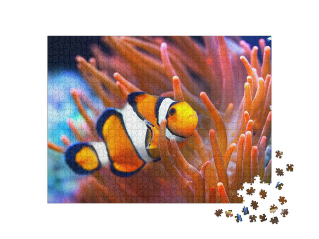 puzzle 1000 dílků „Amphiprion ocellaris, klaun, mořský“