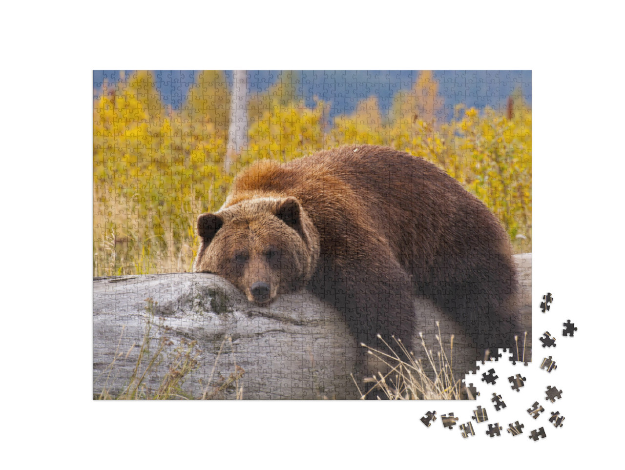 puzzle 1000 dílků „Medvěd grizzly, Aljaška“