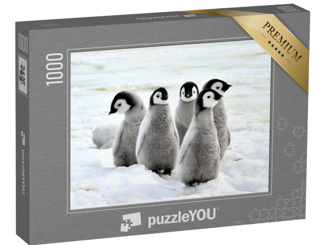 puzzle 1000 dílků „Mláďata tučňáka císařského na sněhu, Antarktida“