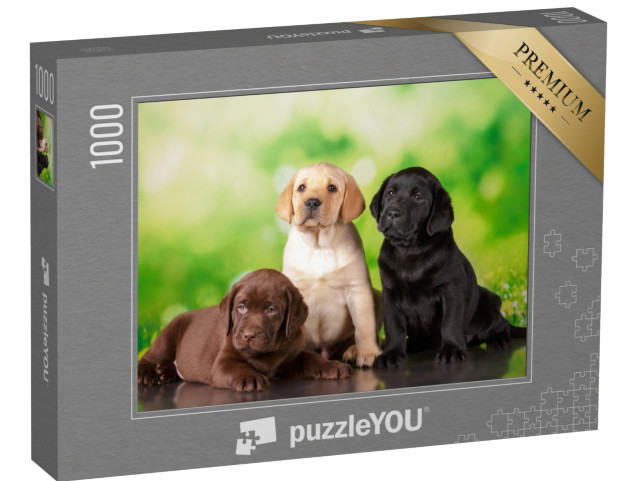 puzzle 1000 dílků „Trojnásobná roztomilost: hnědé, zlaté a černé štěně labradora“