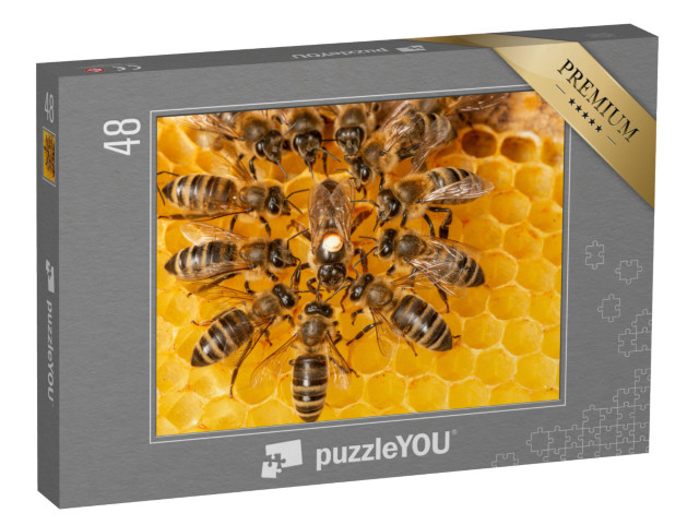 puzzle 48 dílků „Včelí královna obklopená dělnicemi“