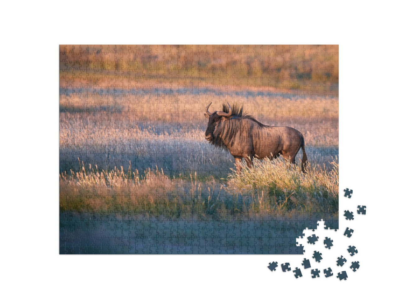 puzzle 1000 dílků „Modrý pakůň ve večerním světle savany Kalahari“