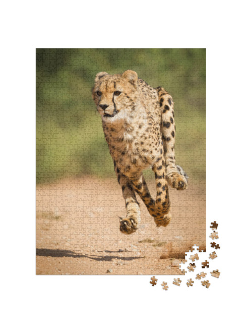 puzzle 1000 dílků „Rychlý gepard, Krugerův park, Jihoafrická republika“