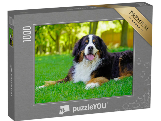 puzzle 1000 dílků „Velký bernský salašnický pes na trávníku“
