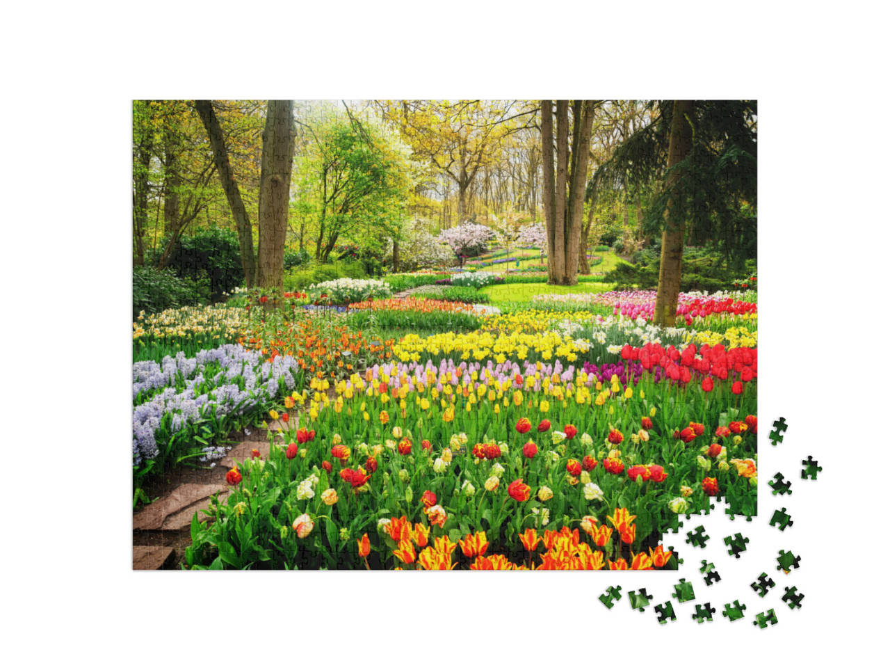 puzzle 1000 dílků „Barevné moře tulipánů v parku“